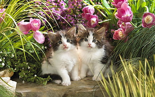 two tabby maine coons and flowers HD wallpaper